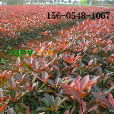 出售红叶石楠球 冠幅50-60-80公分红叶石楠图2