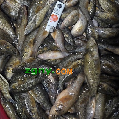大量收购死鱼死虾 饲料厂回收死鱼 死鱼回收价格图3