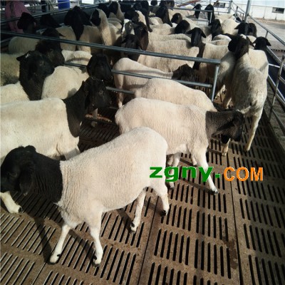 杜泊绵羊繁殖养殖场销售杜泊绵羊公