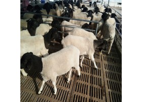 杜泊绵羊繁殖养殖场销售杜泊绵羊公羊多胎母羊价格多少钱一只
