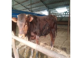 供应利木赞牛养殖场直销利木赞肉牛犊价格表