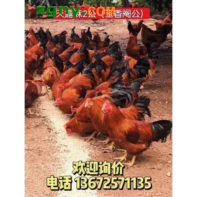 批发销售温氏天露麻鸡苗图2