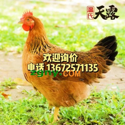 批发销售温氏天露麻鸡苗图3