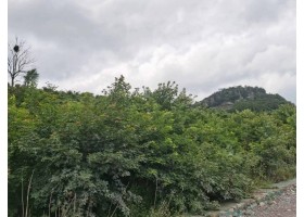 元宝枫苗木2-5cm